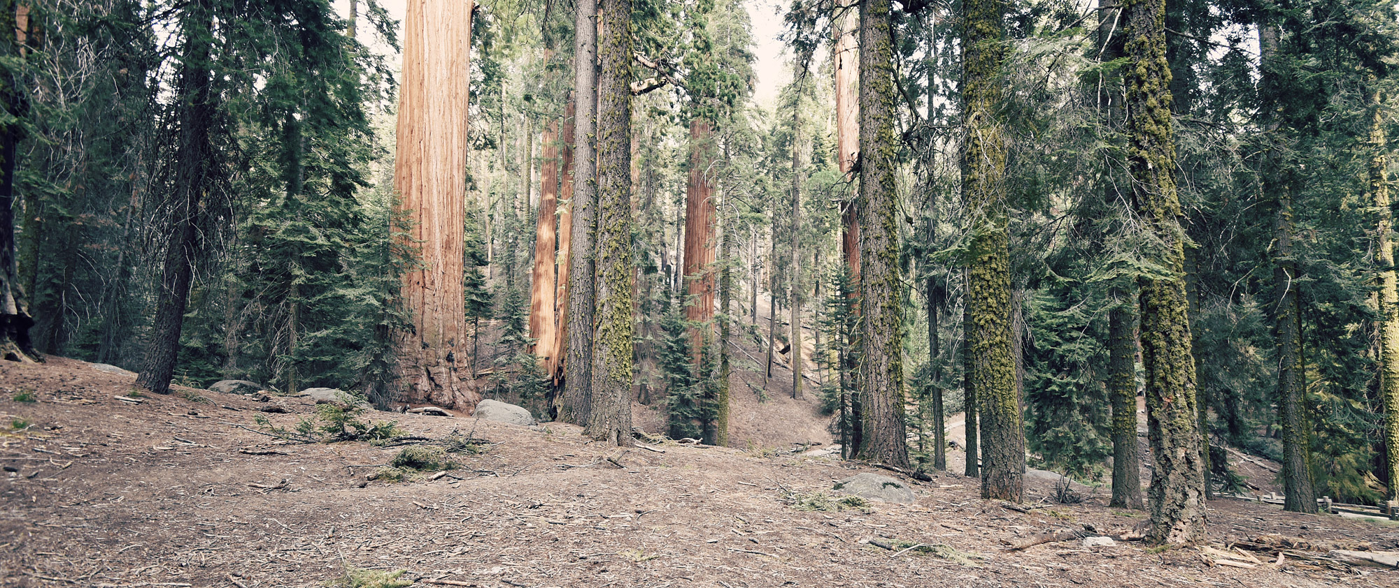 Sequoia National Park
, California